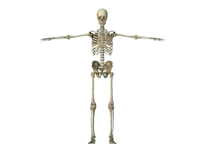Male Human Skeleton Standing with Arms Outstretched Full Body Anatomical View 3d model