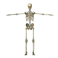 Male Human Skeleton Standing with Arms Outstretched Full Body Anatomical View