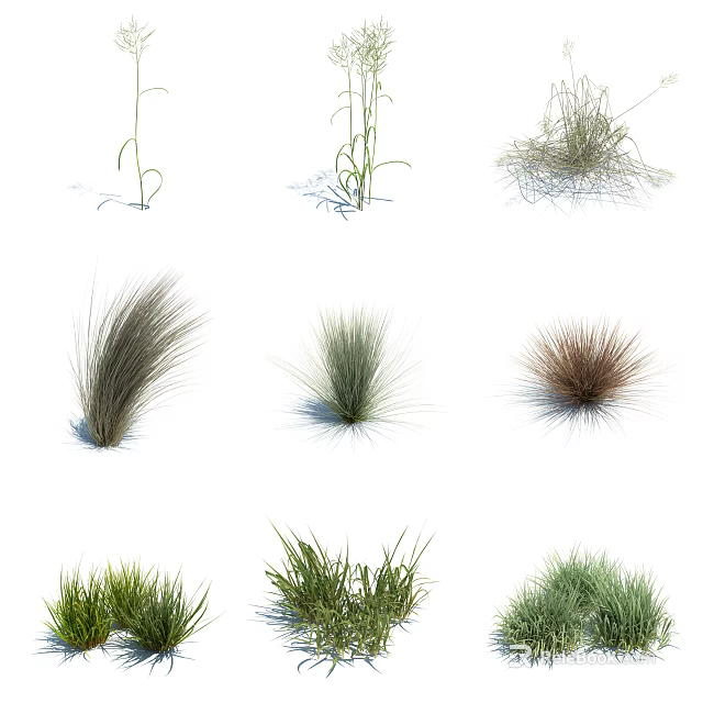 Ornamental Grass Varieties with Different Shapes and Green Foliage for Garden 3d model 