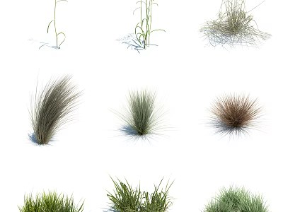 Ornamental Grass Varieties with Different Shapes and Green Foliage for Garden 3d model