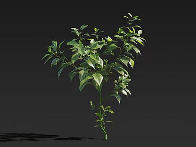Lush Green Leafy Tree With Slender Branches And Natural Growth Form 3d model