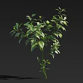 Lush Green Leafy Tree With Slender Branches And Natural Growth Form