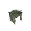 Lush Green Vines Covering Wooden Pergola With Lattice Backdrop In Garden