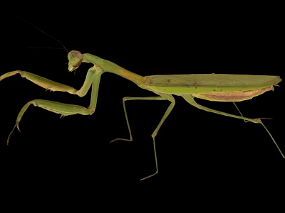 Green Praying Mantis Isolated on Black Background with Extended Forelegs 3d model