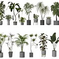 Various Indoor Potted Plants With Different Foliage Shapes And Stylish Decorative Pots