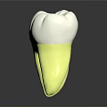 Dental Medical Device Anatomical Model With White Crown And Yellow Root Structure
