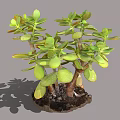 Jade Plant With Green Fleshy Leaves And Branched Stems In Pot With Soil And Shadow