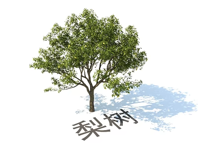 Plant Combination Featuring Pear Tree For Garden Decoration And Shade 3d model