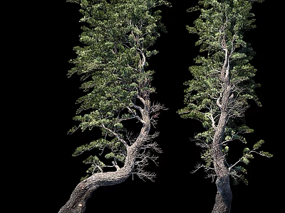 Two Tall Arbor Trees With Lush Green Foliage And Curved Branches 3d model