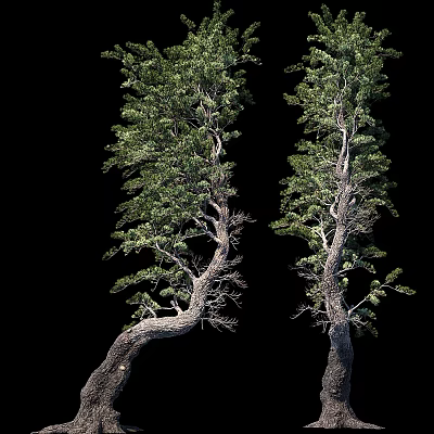 Two Tall Arbor Trees With Lush Green Foliage And Curved Branches 3d model