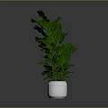 Lush Green Fiddle Leaf Fig Plant In White Ceramic Pot For Home Decor