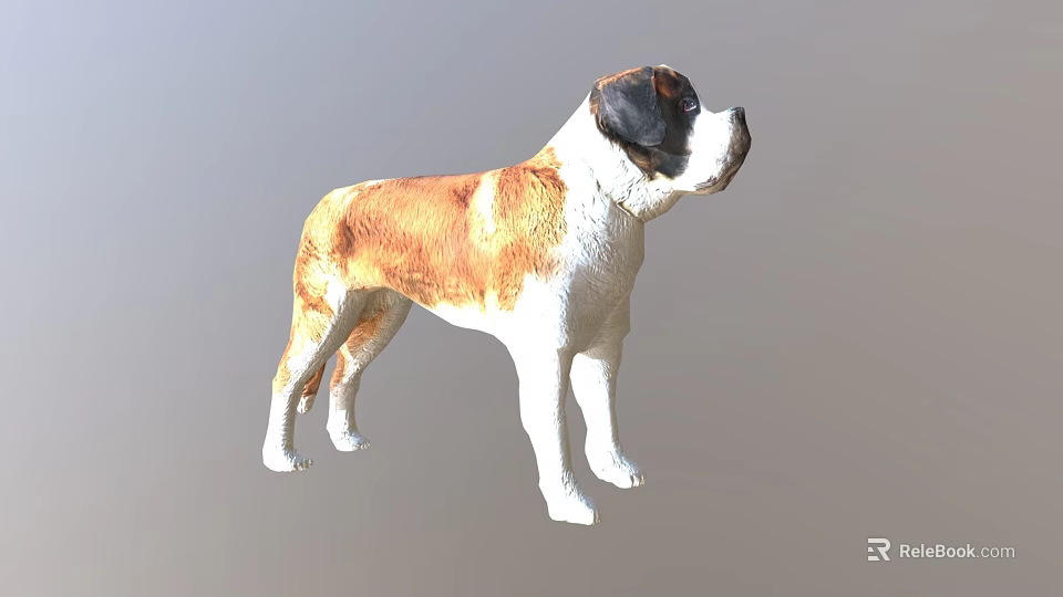 Realistic Saint Bernard Dog 3D Model With Brown And White Fur Standing Pose 3d model 