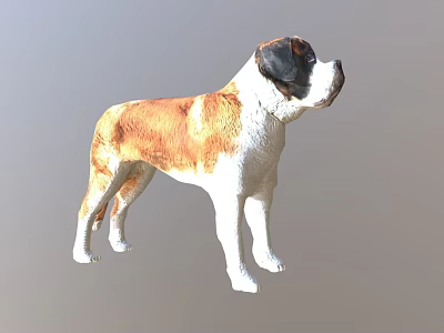 Realistic Saint Bernard Dog 3D Model With Brown And White Fur Standing Pose 3d model