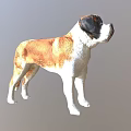 Realistic Saint Bernard Dog 3D Model With Brown And White Fur Standing Pose