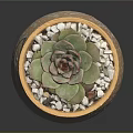 Succulent Plant in Yellow Ceramic Pot with Painted Red Flowers Green Leaves and White Pebbles