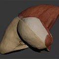 Human Head Anatomical Model Showing Detailed Facial Organs And Muscular Structure