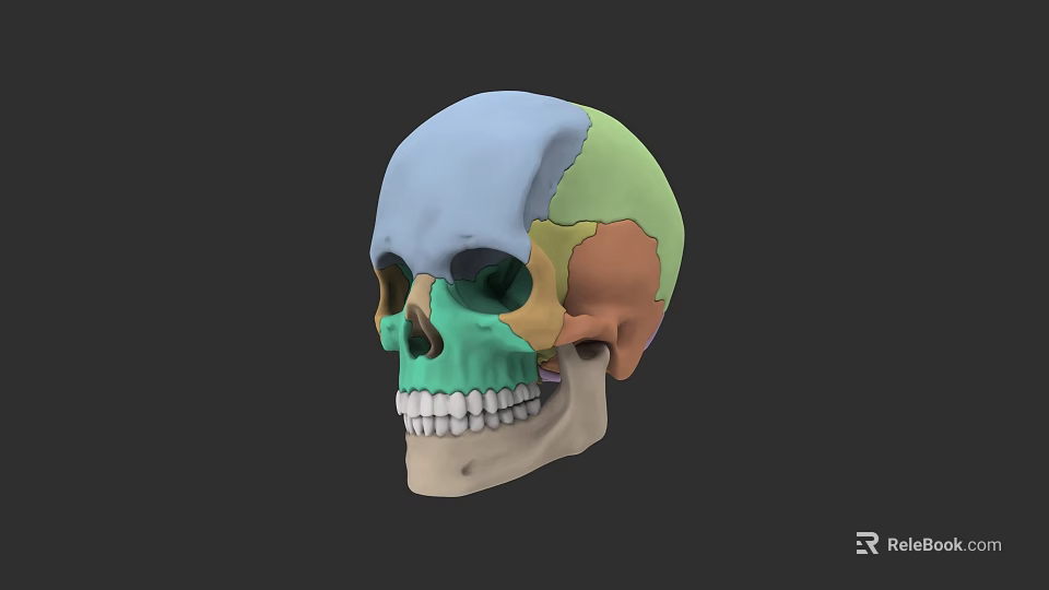 Human Skull Anatomical Model with Colorful Segmented Regions for Medical Education 3d model 