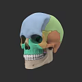 Human Skull Anatomical Model with Colorful Segmented Regions for Medical Education