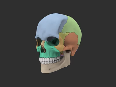 Study on the printable reference skull of human skull anatomy 3d model