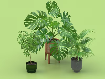 Decorative Bonsai Potted Plants Display With Monstera Palm And Small Green Plants In Ceramic Pots 3d model