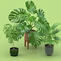 Decorative Bonsai Potted Plants Display With Monstera Palm And Small Green Plants In Ceramic Pots
