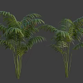 Lush Green Palm Like Shrub with Long Feathery Leaves and Slender Stems