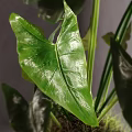 Shower Sauna Room Interior With Green Plant On White Stand And Gray Wall