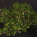 Lush Green Shrub With Dense Vibrant Foliage And Healthy Branch Growth