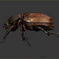 Shiny Red Shelled Beetle With Black Body And Long Legs On Dark Background