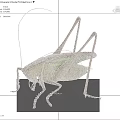grasshopper insect 3d model