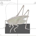 grasshopper insect 3d model