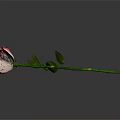Beautiful Pink and White Rose with Green Stem and Fresh Leaves on Dark Background