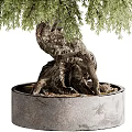 Decorative Indoor Bonsai Plant with Twisted Trunk and Lush Green Foliage in Concrete Pot