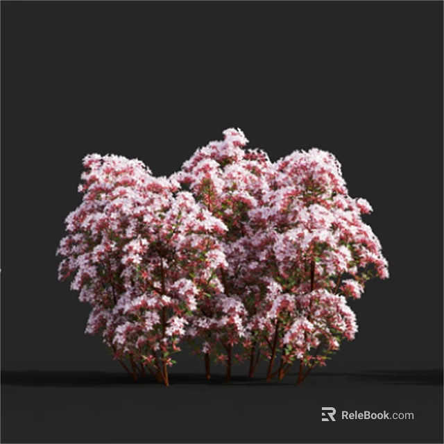 Vibrant Pink Flowering Shrub with Dense Blooms and Brown Branches Against Black Background 3d model 