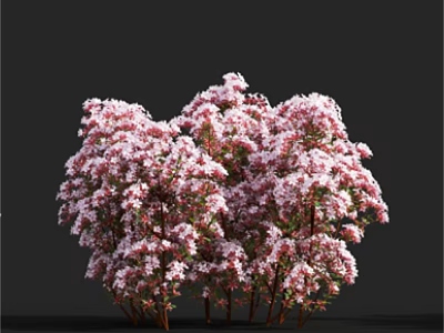 Vibrant Pink Flowering Shrub with Dense Blooms and Brown Branches Against Black Background 3d model