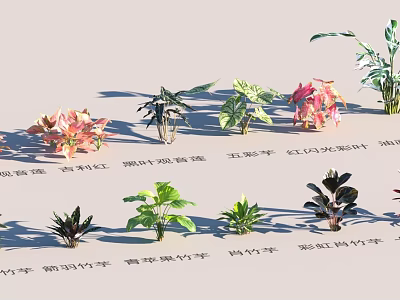 Diverse Garden Landscape With Various Ornamental Plants Including Anthurium Lucky Bamboo And Bromeliad 3d model