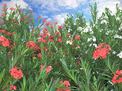 Red and White Flowers with Green Leaves Under Blue Sky and White Clouds 3d model