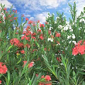 Red and White Flowers with Green Leaves Under Blue Sky and White Clouds