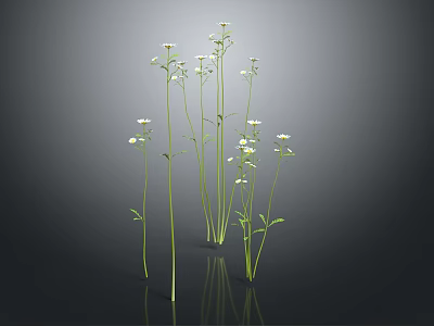 3D Rendered White Small Flowers with Green Stems and Leaves on Black Background 3d model