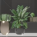 Lush Green Leaf Potted Plants In Golden And Black Pots Against Dark Wall