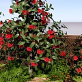 Vibrant Shrub With Red Flowers And Green Leaves In Garden Landscape