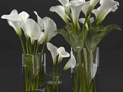 White Calla Lily Flowers In Transparent Glass Vases With Green Leaves And Different Heights 3d model