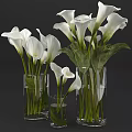 White Calla Lily Flowers In Transparent Glass Vases With Green Leaves And Different Heights