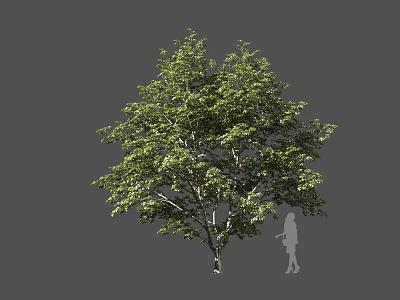 Lush Green Leafy Arbor With Tall Trunk And Human Silhouette For Scale 3d model