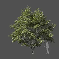 Lush Green Leafy Arbor With Tall Trunk And Human Silhouette For Scale