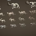 Various Dinosaur Skeleton Fossils of Different Types Displayed on Dark Background