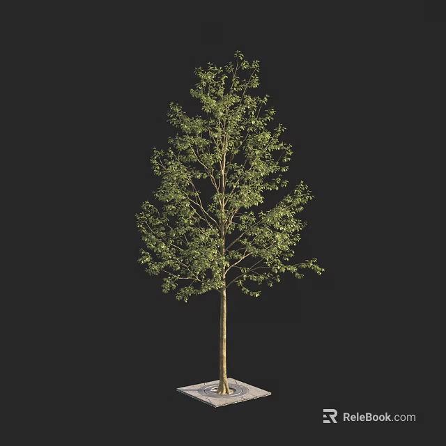 Isolated Arbor with Lush Green Foliage and Straight Trunk on Black Background 3d model 