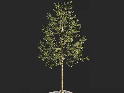 Isolated Arbor with Lush Green Foliage and Straight Trunk on Black Background 3d model
