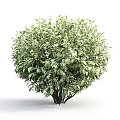 Three Lush Green Leafy Shrubs with Dense Foliage for Garden Landscaping Design