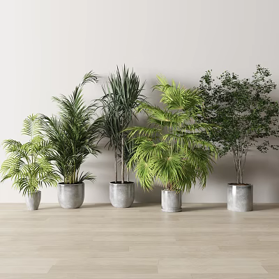 Indoor Decorative Potted Plants with Various Green Foliage in Gray Pots on Light Background 3d model